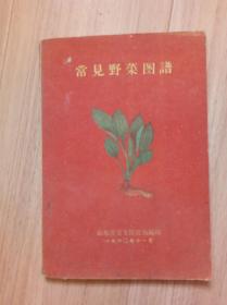 《常见野菜图谱》