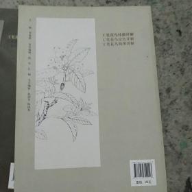 工笔花鸟设色详解＋线描详解