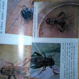 中国蟋蟀鉴赏指南（前附蟋蟀彩图32幅 详述蟋蟀的分类、斗法、鉴赏、饲养、捕捉、疾病防治等等内容）