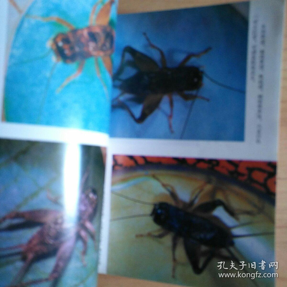 中国蟋蟀鉴赏指南（前附蟋蟀彩图32幅 详述蟋蟀的分类、斗法、鉴赏、饲养、捕捉、疾病防治等等内容）