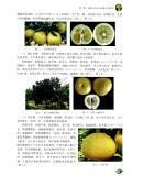 柚子树种植技术书籍 井冈蜜柚现代化生产与经营