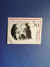 外国邮票   波兰邮票 1963年 名犬（信销 ）