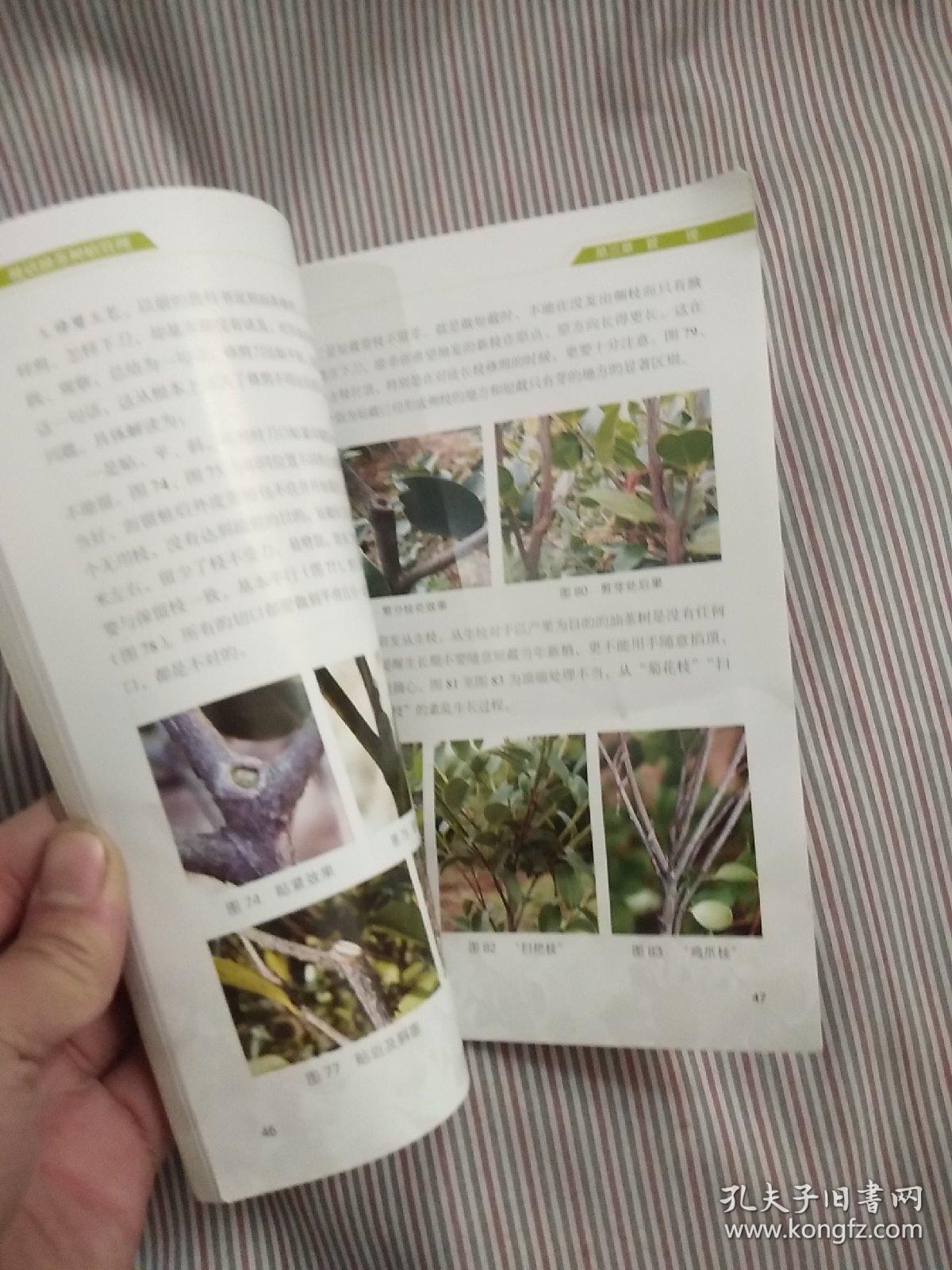 漫话油茶种植管理