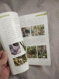 漫话油茶种植管理