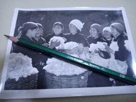 1971年老照片，“九大”山西省昔阳县大寨公社女社员，收获棉花