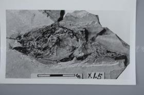 中科院院士、著名考古学家、地质学家 贾兰坡 签名四川永川化石标本照片一件 HXTX312827
