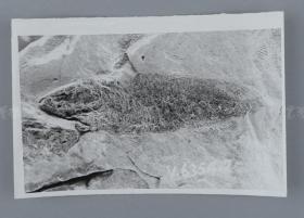 中科院院士、著名考古学家、地质学家 贾兰坡 签名四川永川鱼骨化石标本照片一件 HXTX312830