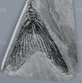 中科院院士、著名考古学家、地质学家 贾兰坡 签名四川永川鱼骨标本照片一件 HXTX312826