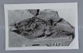 中科院院士、著名考古学家、地质学家 贾兰坡 签名四川永川化石标本照片一件 HXTX312827