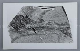 中科院院士、著名考古学家、地质学家 贾兰坡 签名四川永川鱼骨化石标本照片一件 HXTX312842