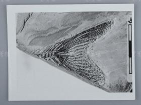 中科院院士、著名考古学家、地质学家 贾兰坡 签名四川永川鱼骨化石标本照片一件 HXTX312845