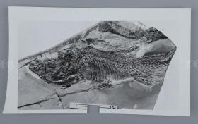 中科院院士、著名考古学家、地质学家 贾兰坡 签名四川永川鱼骨化石标本照片一件 HXTX312849