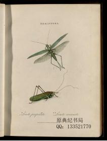 【提供资料信息服务】中国昆虫自然史/An Epitome Of The Natural History Of The Insects Of China，多诺万著，通过在广州一带购买等途径收集标本，分为文字介绍部分和插图部分。本店此处销售的为该版本的仿古道林纸、彩色高清原大、无线胶装。