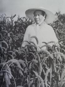 《农业学大寨》（第八辑 ），农业出版社1972年平裝大32開、一版一印、館藏書籍、全新未閱！包順丰！
