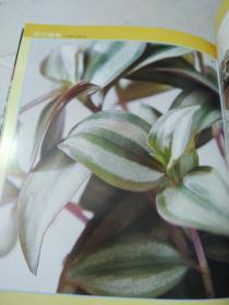 赖人植物