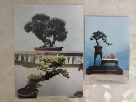 艺术摄影彩色照片：植物盆景的彩色照片--榆树 榔榆 火棘     共3张照片合售       彩色照片箱2   00107