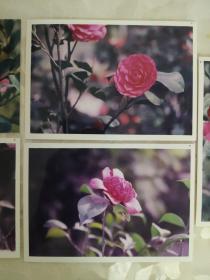 艺术摄影彩色照片：植物鲜花茶花山茶科的彩色照片     共5张照片合售       彩色照片箱2   00103