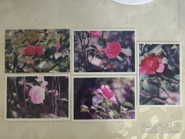 艺术摄影彩色照片：植物鲜花茶花山茶科的彩色照片     共5张照片合售       彩色照片箱2   00103