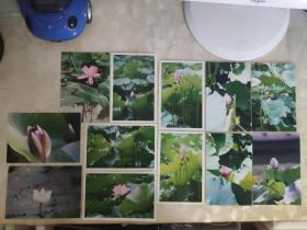 艺术摄影彩色照片：植物鲜花荷花属毛茛目睡莲科的彩色照片     共12张照片合售       彩色照片箱2   00102