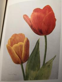 约1912年  TULIPS  《郁金香》   含8副精美彩图   毛边本