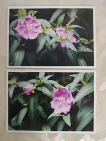 艺术摄影彩色照片：野牡丹科鲜花的彩色照片--野牡丹     共2张照片合售       彩色照片箱2   00105