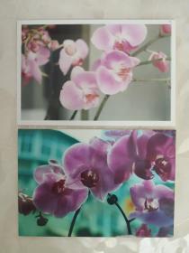 艺术摄影彩色照片：兰科蝴蝶兰属鲜花的彩色照片--蝴蝶兰     共2张照片合售       彩色照片箱2   00105
