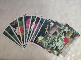 彩色照片：植物鲜花玫瑰蔷薇科的彩色照片     共13张照片合售       彩色照片箱2   00102