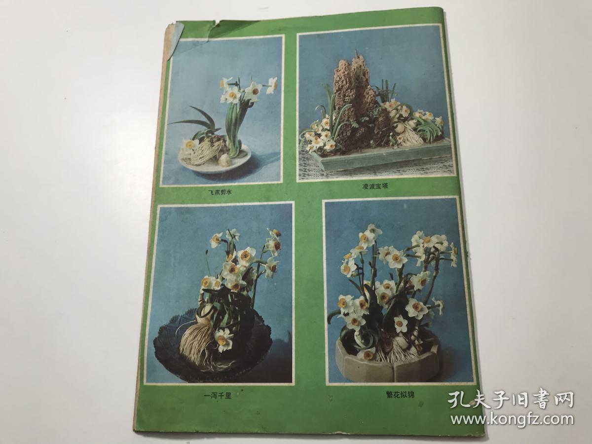 科学画报 1982年第7期