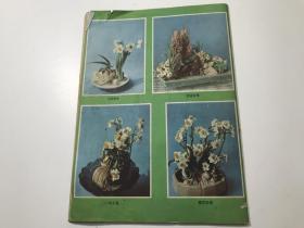 科学画报 1982年第7期