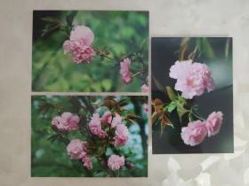 艺术摄影彩色照片：日本晚樱的彩色照片带底片     共3张照片合售       彩色照片箱2   00109