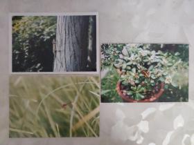 艺术摄影彩色照片：动植物的彩色照片--蝶恋花 红蜻蜓 壁虎     共3张照片合售       彩色照片箱2   00108