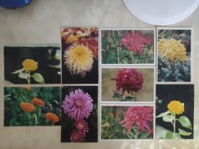 艺术摄影彩色照片：菊科鲜花的彩色照片--菊花 金盏花 千瓣葵 大丽花 翠菊      共9张照片合售       彩色照片箱2   00104