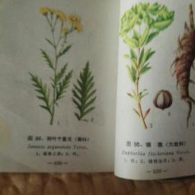 东北常用中草药手册（里面有彩图)