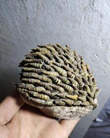 贝壳螺丝做的刺猬造型