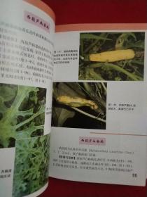 瓜类蔬菜病虫害诊断与防治原色图谱