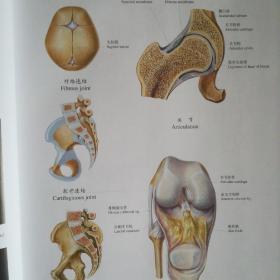 人体解剖彩色图谱