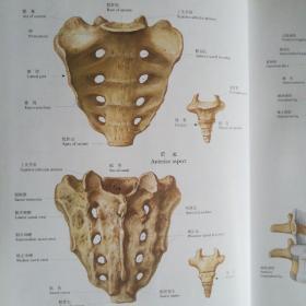 人体解剖彩色图谱