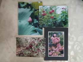 彩色照片：花卉的彩色照片---玫瑰  日本晚樱  荷花等      共4张照片售     彩色照片箱3   00195