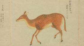 【复印件】桂川国瑞的动物写生图，宣纸，手工线装