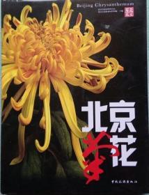 北京菊花