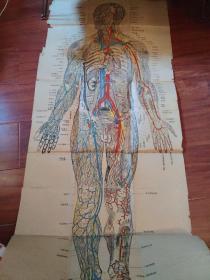 早期 人体解剖图（血管及神经）