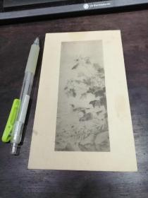 老画片： 芙蓉鸳鸯  元  张中