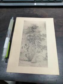 老画片：花木图 明  陈涥