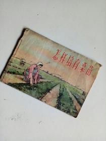 怎样培育桑苗--彩色连环画（56年1版1印 32横开本）