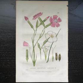 西洋欧洲古董植物花草铜版画手工上色1834年William Baxter 康乃馨 23x15cm