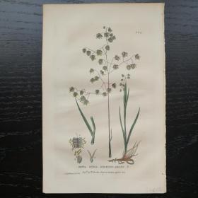 西洋欧洲古董植物花草铜版画手工上色1834年William Baxter 凌风草 23x15cm