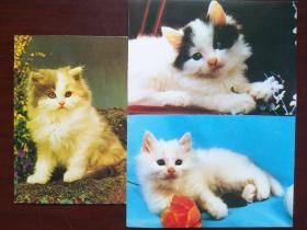 《可爱的小猫》明信片（鞍山市邮电局）