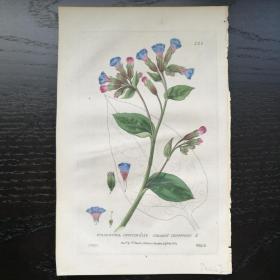 西洋欧洲古董植物花草铜版画手工上色1834年William Baxter 紫草 23x15cm