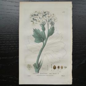 西洋欧洲古董植物花草铜版画手工上色1834年William Baxter 海滨荠 23x15cm