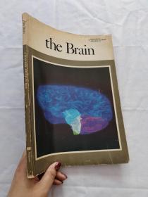 The Brain